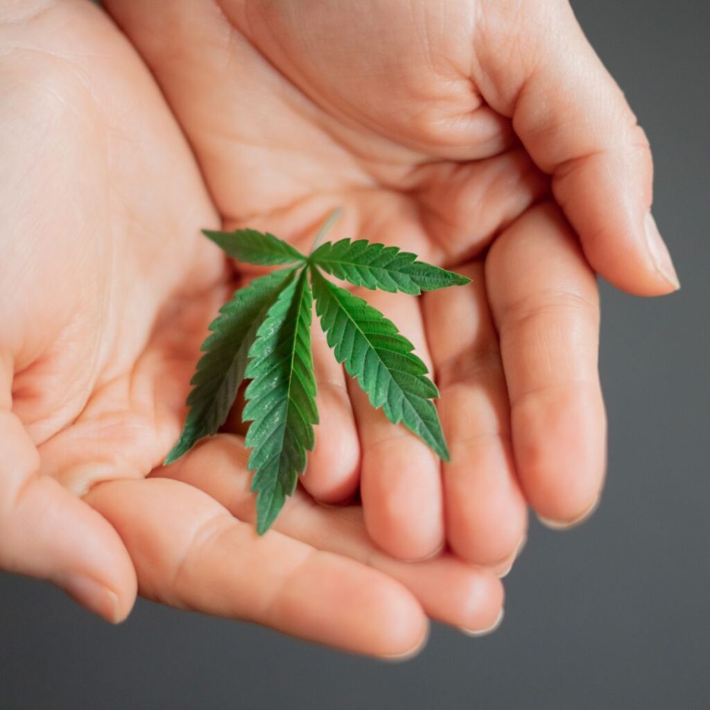 hands holding tiny weed leaf