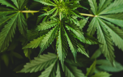 Understanding the Differences Between THC and CBD at Hamilton’s Bud and Bloom