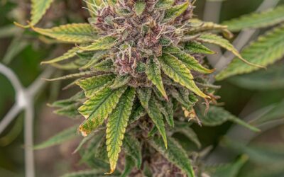 Dragon Fruit Strain: Flavor, Effects, and Usage Tips