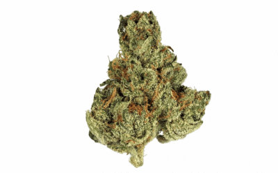 Tropicana Banana Strain: Flavor, Effects, and Usage Guide