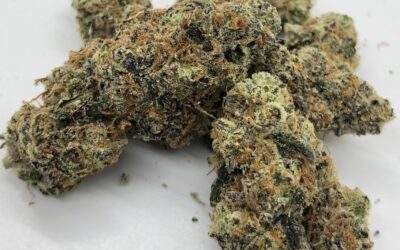 Wedding Crasher Strain: Effects, Flavor, and Usage Tips
