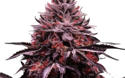 Blackberry Kush: Flavor, Effects, and Best Use