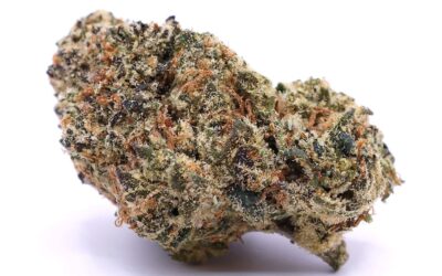 Watermelon Gelato Strain: Flavor, Effects, and Usage Guide