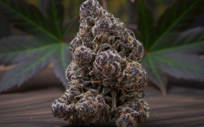 Black Maple Strain: Effects, THC, and Flavor Profile