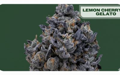Lemon Cherry Gelato Strain: Flavor, Effects, and Uses