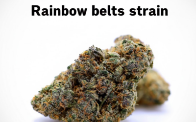 Rainbow Belts Strain: Effects, Flavors, and THC Info