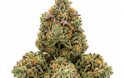 Why Green Crack Strain Remains a Sativa Legend