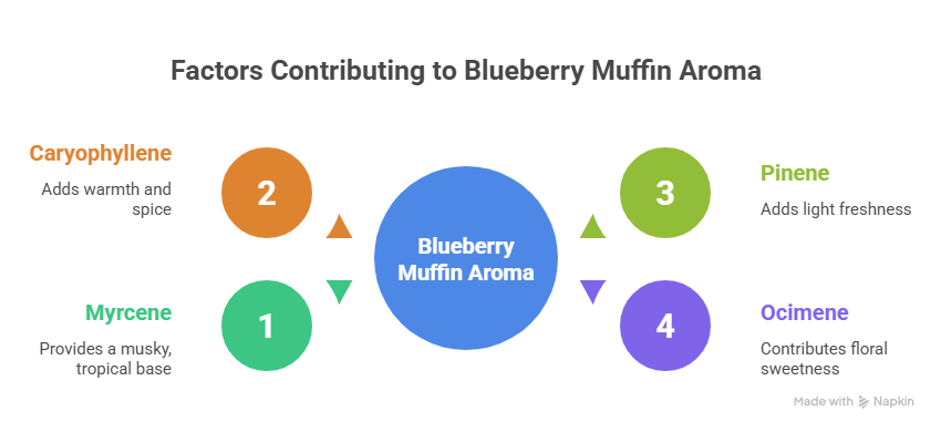 An infographic detailing the terpene profile of the Blueberry Muffin strain. It features four numbered points, Myrcene, Caryophyllene, Pinene, and Ocimene, showing how they combine to create musky, spicy, fresh, and floral aromatic notes.