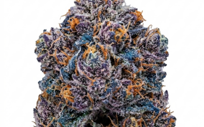 Blueberry Muffin Strain: A Sweet Treat for the Senses