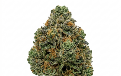 Mimosa Strain Review: The Perfect Social Spark