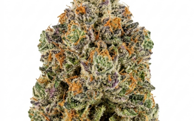 Slurricane Strain: A Storm of Sweet Relaxation