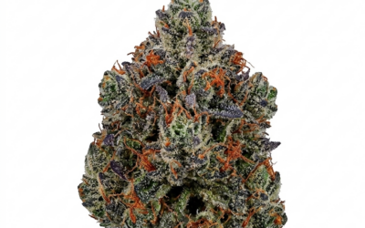 Sunset Sherbet Strain: The Heir to the GSC Throne