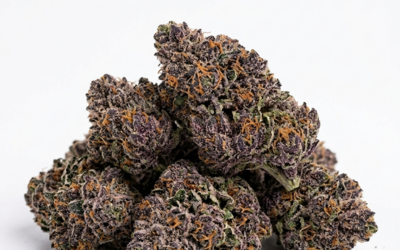 Blue Lobster Strain: Everything You Need to Know