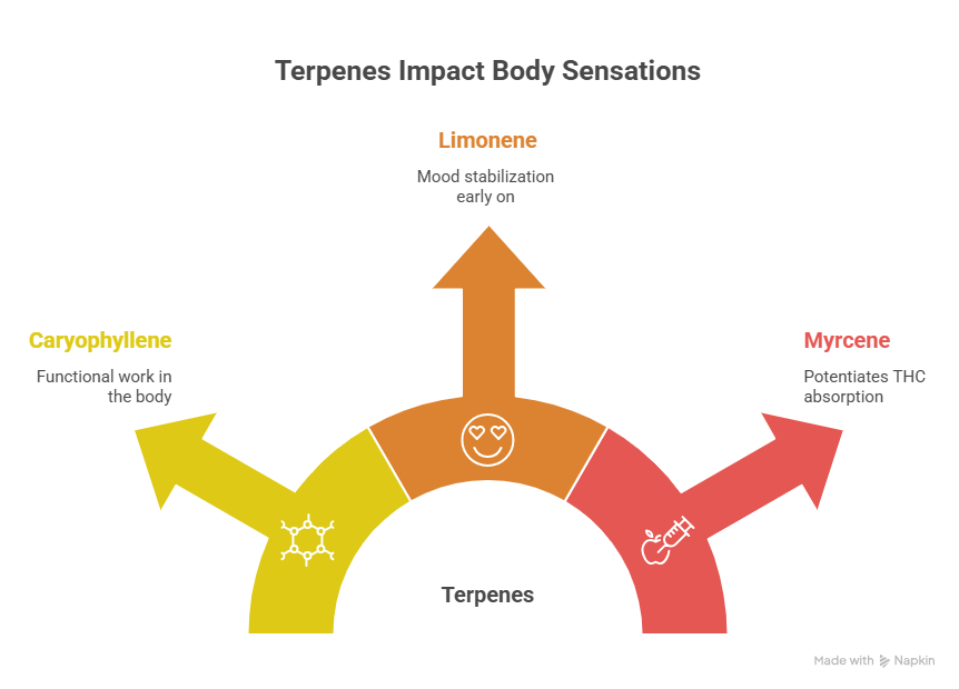 An infographic showing how Limonene, Caryophyllene, and Myrcene affect mood and THC absorption. This guide helps users of the Animal Cookies strain understand how specific terpene profiles influence their physical and mental experience.
