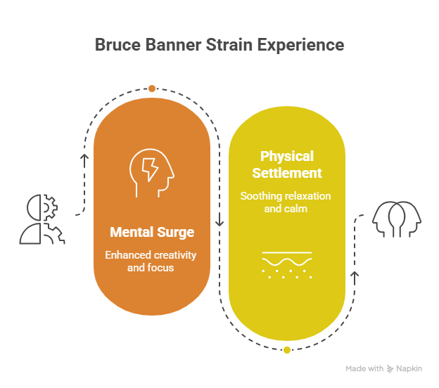 An infographic titled "Bruce Banner Strain Experience" illustrating two main phases: a "Mental Surge" characterized by enhanced creativity and focus, followed by a "Physical Settlement" providing soothing relaxation and calm.