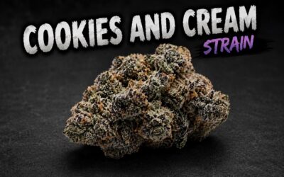 A Sweet Treat: The Cookies and Cream Strain Guide