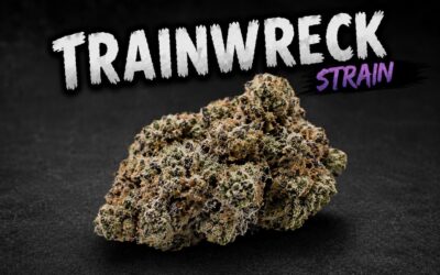 Fast-Track Focus: The Trainwreck Strain Review