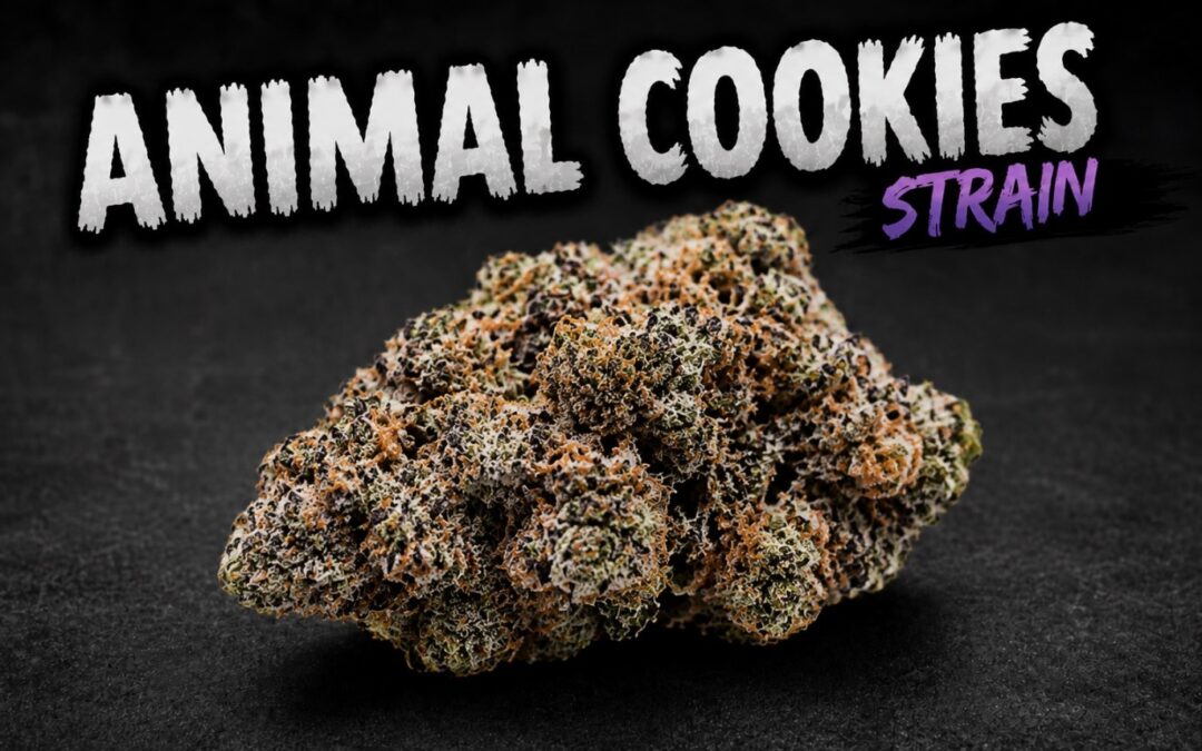 animal cookies strain