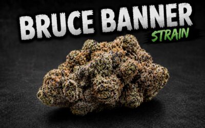Potency and Effects: The Bruce Banner Strain Guide