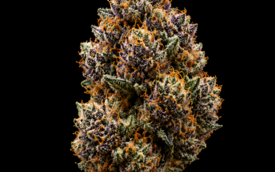 Permanent Marker Strain: Why This New Hybrid Is Trending