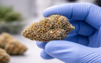 Hash Burger Strain: For Lovers of Strong, Savory Cannabis