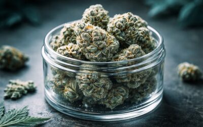 Gush Mints Strain Review: Flavor, Effects, and Potency