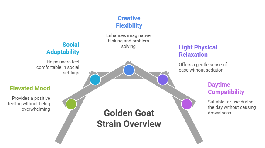 An infographic featuring an arched, five-point timeline diagram. It outlines the key effects of the Golden Goat strain, highlighting an elevated mood, social adaptability, creative flexibility, light physical relaxation, and daytime compatibility.