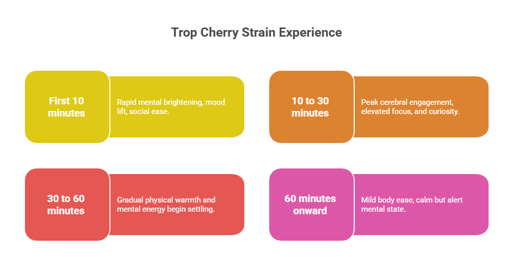 An infographic titled "Trop Cherry Strain Experience." It charts the progression from initial rapid mental brightening to peak cerebral engagement and focus, followed by gradual physical warmth and ending with a calm but alert state of mild body ease.