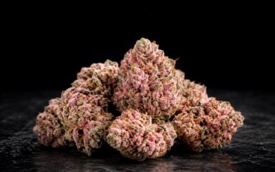 Pink Rozay Strain: Effects, Flavor, and THC