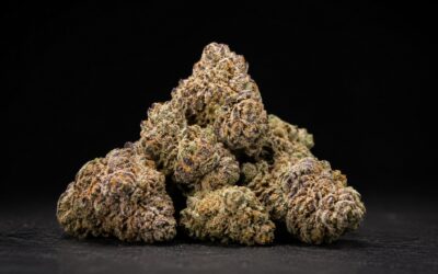 Bacio Gelato Strain: Effects, Taste, and Benefits