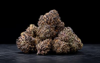 Black Cherry Soda Strain Review and Effects