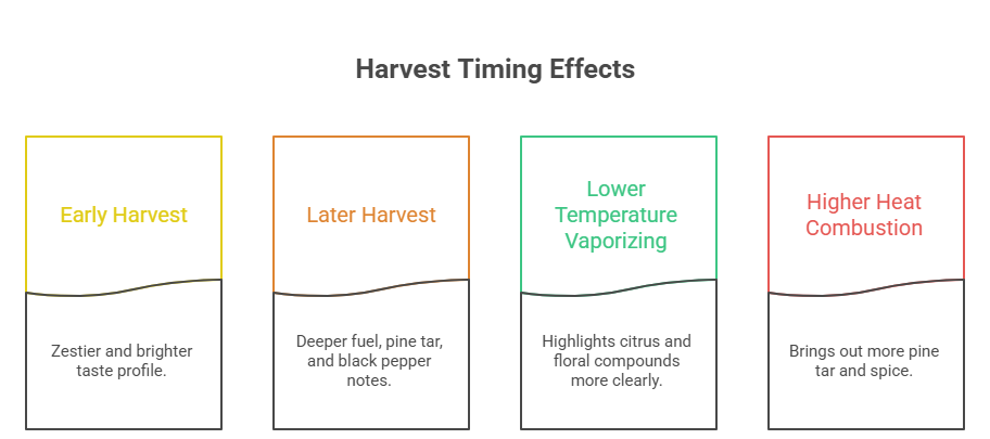 An infographic that details how timing and preparation impact the flavor profile of the White Fire OG strain, comparing an early harvest and later harvest alongside lower-temperature vaporizing and higher heat combustion.