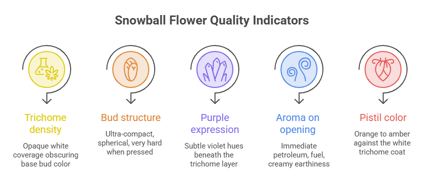 An infographic detailing key physical traits of the Snowball strain. Five circular icons highlight quality benchmarks: trichome density, ultra-compact bud structure, subtle purple expression, petroleum-creamy aroma, and orange-to-amber pistil color.