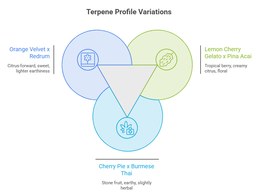 An infographic relevant to sensory analyses of cultivars like the Red Velvet strain. Three overlapping circles break down flavor and aroma traits for distinct crosses: Orange Velvet x Redrum (citrus, sweet), Lemon Cherry Gelato x Pina Acai (tropical berry, creamy citrus), and Cherry Pie x Burmese Thai (stone fruit, earthy).