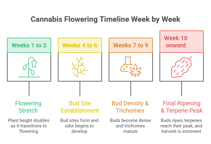 An infographic useful for cultivation guides on varieties like the Super Lemon Haze strain. Four sequential stages track plant development: flowering stretch (weeks 1–3), bud site establishment (weeks 4–6), bud density and trichomes (weeks 7–9), and final ripening with terpene peak (week 10 onward).