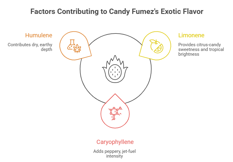 vzzz An infographic highlighting the terpene breakdown of the Candy Fumez strain. A diagram details three key terpenes: humulene (dry, earthy depth), limonene (citrus-candy sweetness and tropical brightness), and caryophyllene (peppery, jet-fuel intensity).
