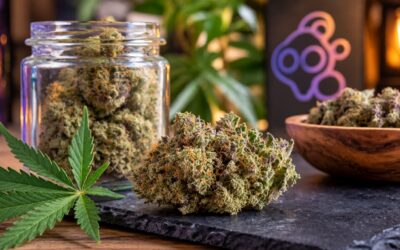 Everything You Need to Know About Gastro Pop Strain