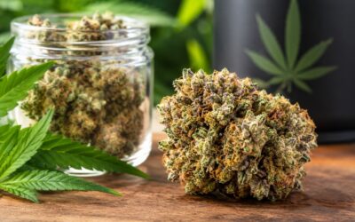 Complete Guide to the High-Potency Crescendo Strain