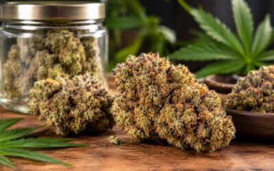 Ultimate Review of the Tropicana Cookies Strain Profile