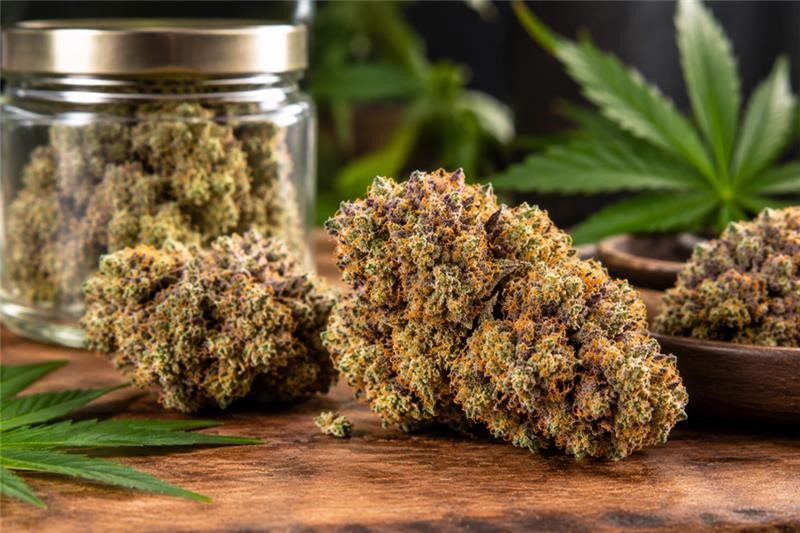 tropicana cookies strain